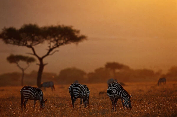 Plains zebras ( Equus burchelli) grazing at dusk, Masai Mara N. R, Kenya