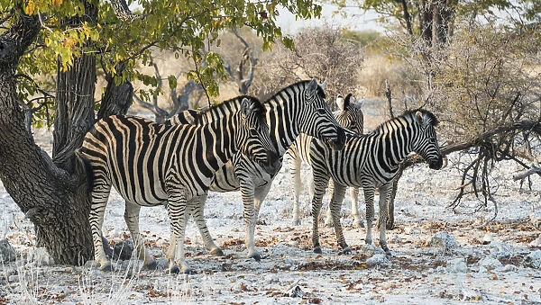 Plains Zebras -Equus burchellii-, Etosha National Park, Namibia