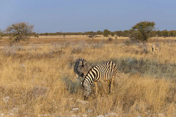 Plains zebras -Equus quagga-, Etosha National Park, Namibia