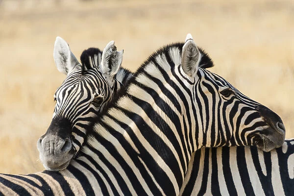 Plains Zebras -Equus quagga-, Etosha National Park, Namibia