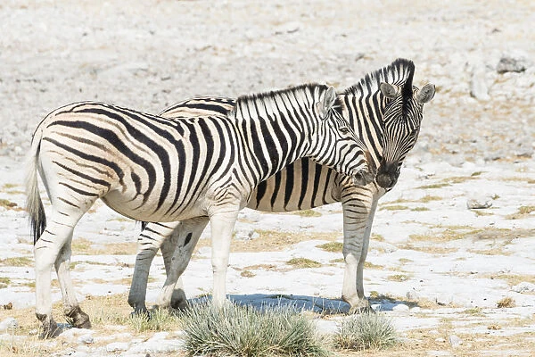 Plains zebras -Equus quagga-, Etosha National Park, Namibia