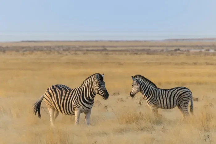 Framed Print : Plains zebras -Equus quagga-, Etosha National Park, Namibia Framed Print : Plains zebras -Equus quagga-, Etosha National Park, Namibia