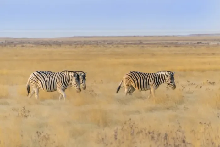 Framed Print : Plains zebras -Equus quagga-, Etosha National Park, Namibia Framed Print : Plains zebras -Equus quagga-, Etosha National Park, Namibia