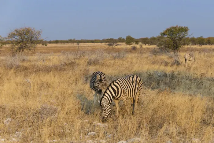 Framed Print : Plains zebras -Equus quagga-, Etosha National Park, Namibia Framed Print : Plains zebras -Equus quagga-, Etosha National Park, Namibia