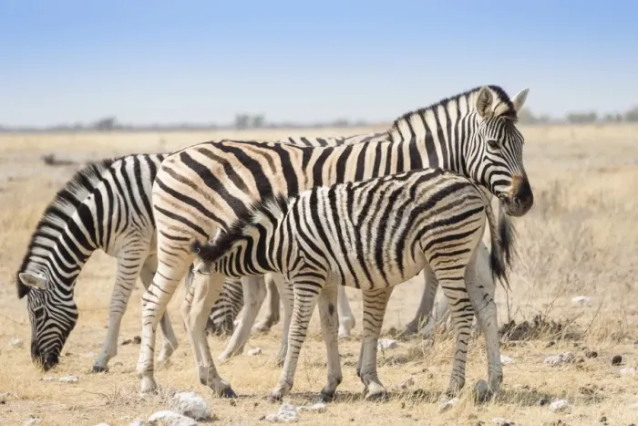 Framed Print : Plains zebras -Equus quagga- with foal, Etosha National Park, Namibia