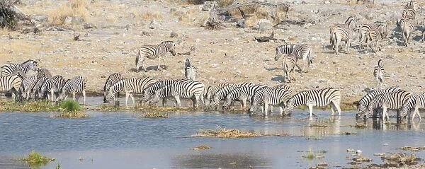 Plains zebras -Equus quagga-, herd drinking at the Homob waterhole, Etosha National Park, Namibia