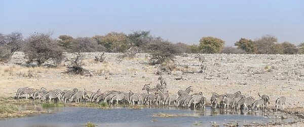 Plains zebras -Equus quagga-, herd drinking at the Homob waterhole, Etosha National Park, Namibia