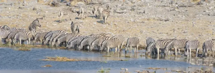 Framed Print : Plains zebras -Equus quagga-, herd drinking at the Homob waterhole, Etosha National Park, Namibia Framed Print : Plains zebras -Equus quagga-, herd drinking at the Homob waterhole, Etosha National Park, Namibia