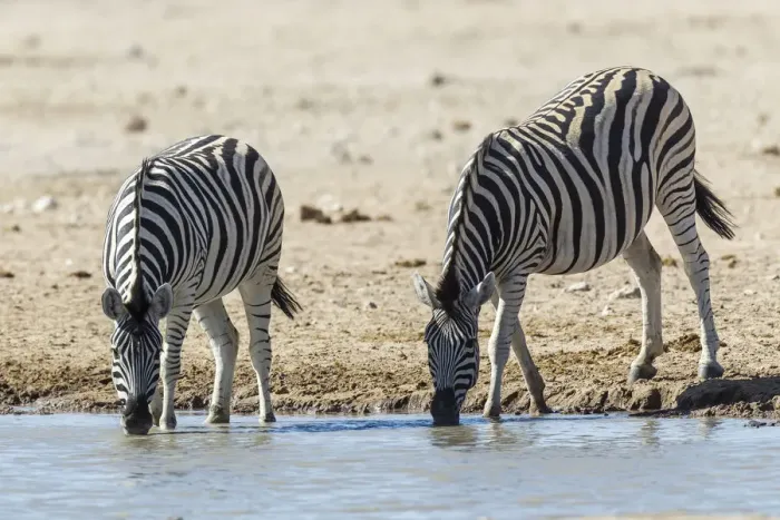 Framed Print : Plains zebras -Equus quagga- at the waterhole, Etosha National Park, Namibia Framed Print : Plains zebras -Equus quagga- at the waterhole, Etosha National Park, Namibia