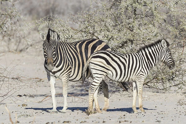 Plains Zebras -Equus quagga- with zebra foal, Etosha National Park, Namibia