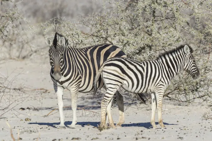 Framed Print : Plains Zebras -Equus quagga- with zebra foal, Etosha National Park, Namibia Framed Print : Plains Zebras -Equus quagga- with zebra foal, Etosha National Park, Namibia