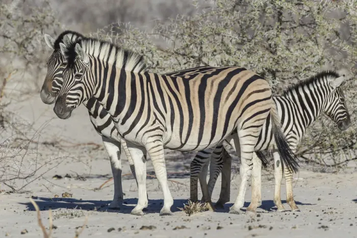 Framed Print : Plains Zebras -Equus quagga- with zebra foal, Etosha National Park, Namibia Framed Print : Plains Zebras -Equus quagga- with zebra foal, Etosha National Park, Namibia