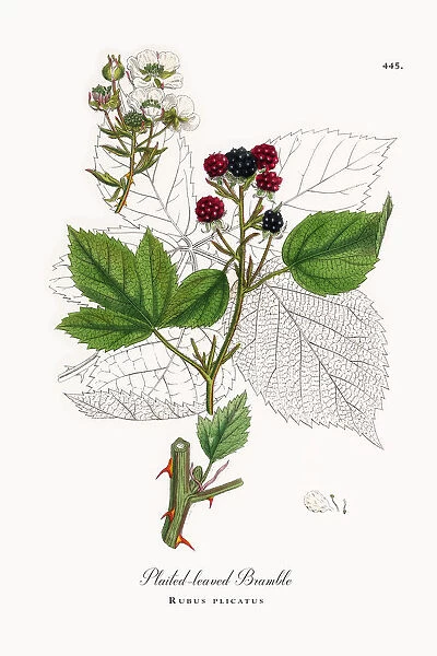 Plaited-leaved Bramble, Rubus plicatus, Victorian Botanical Illustration, 1863