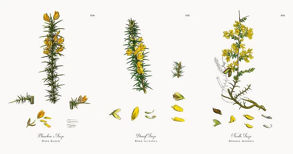 Planchonas Furze, Ulex Gallii, Victorian Botanical Illustration, 1863