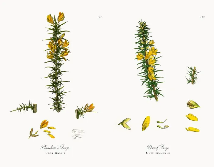 Framed Print : Planchonas Furze, Ulex Gallii, Victorian Botanical Illustration, 1863 Framed Print : Planchonas Furze, Ulex Gallii, Victorian Botanical Illustration, 1863