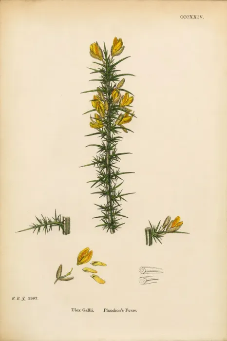 Framed Print : Planchonas Furze, Ulex Gallii, Victorian Botanical Illustration, 1863 Framed Print : Planchonas Furze, Ulex Gallii, Victorian Botanical Illustration, 1863