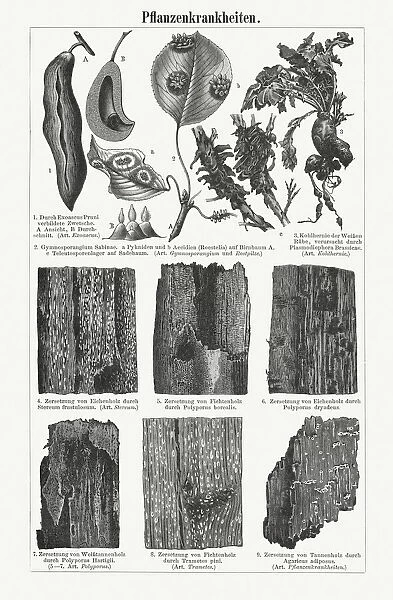 Plant pathology (Phytopathology), wood engravings, published in 1897