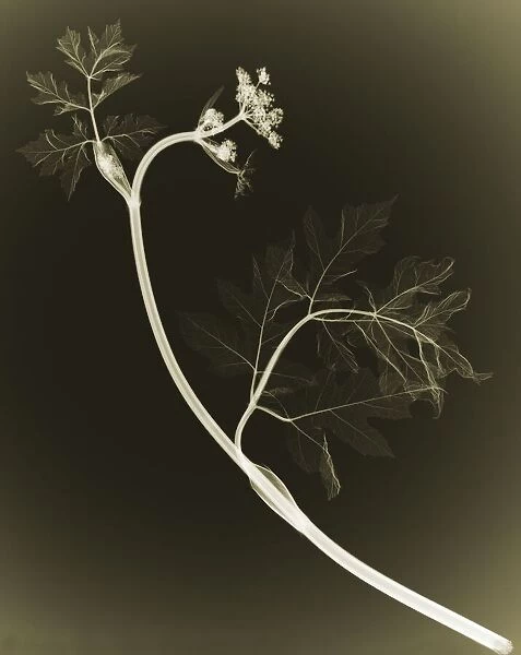 Plant, X-ray
