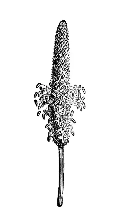 Framed Print : Plantago. Illustration of a Plantago