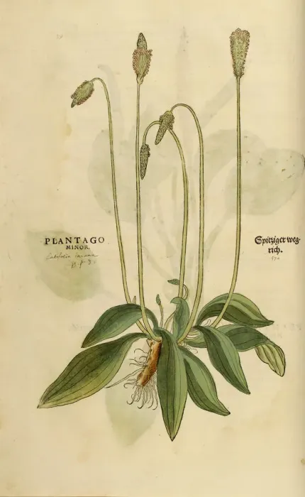 Framed Print : Plantago hand painted woodcutting