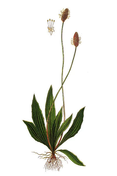 Plantago lanceolata, ribwort plantain, narrowleaf plantain, English plantain, ribleaf