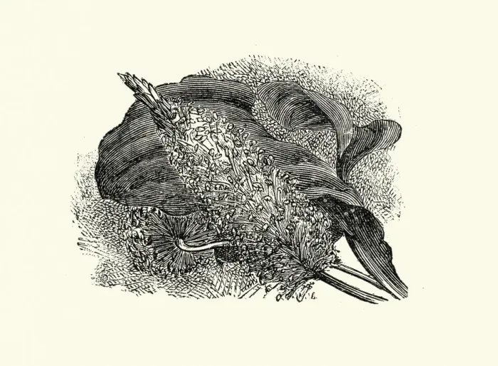 Framed Print : Plantago major, the broadleaf plantain, Botanical art print Framed Print : Plantago major, the broadleaf plantain, Botanical art print