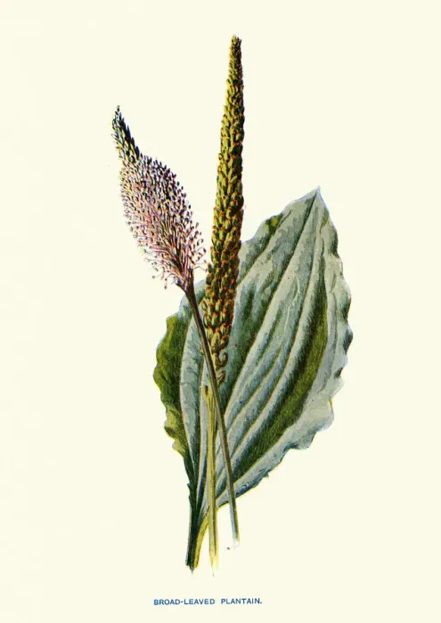 Framed Print : Plantago major, the broadleaf plantain, Botanical art print Framed Print : Plantago major, the broadleaf plantain, Botanical art print
