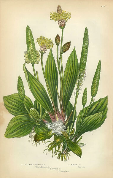 Plantain, Banana, Ribwort, Greater Plantain, Victorian Botanical Illustration