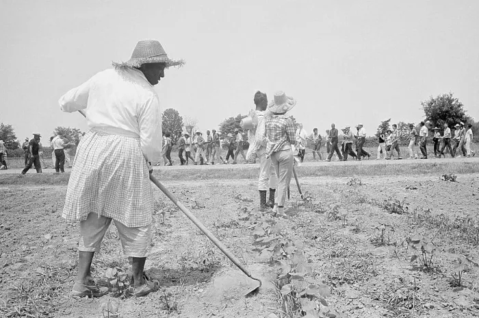 Framed Print : Plantation Workers Greeting Marchers Framed Print : Plantation Workers Greeting Marchers