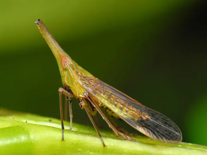 Framed Print : Planthopper Framed Print : Planthopper