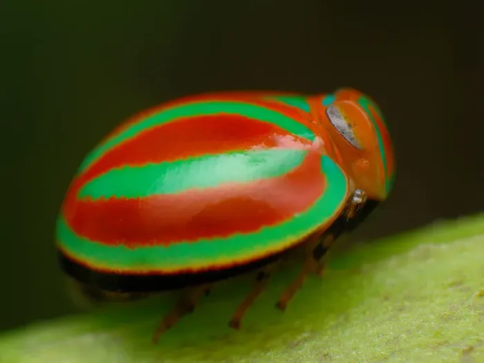 Framed Print : Planthopper Framed Print : Planthopper