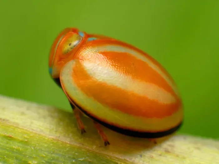Framed Print : Planthopper Framed Print : Planthopper