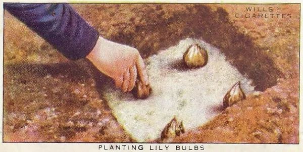 wills cigarette cards garden hints Modern Frame 14x12 (36x31cm) of Planting Lily Bulbs, Garden Hints series,  collectible tobacco card, 1923
