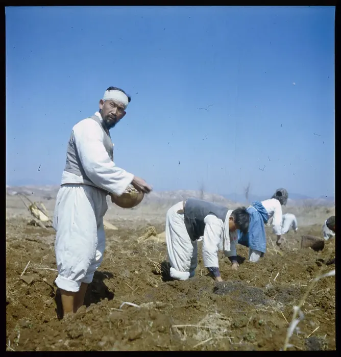 Framed Print : Planting Potatoes and Farming Framed Print : Planting Potatoes and Farming