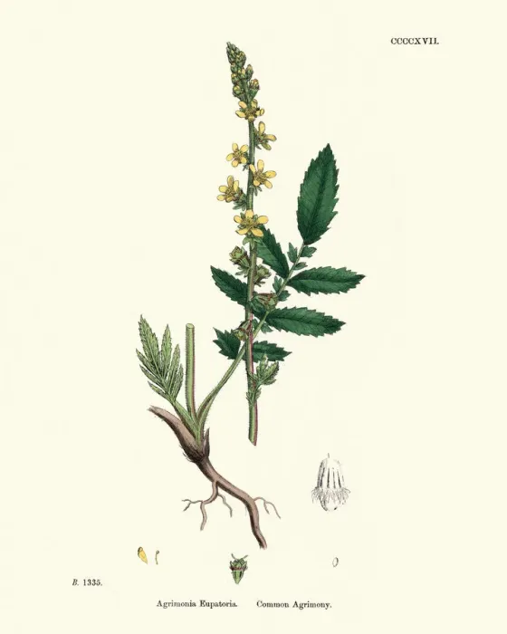 Framed Print : Plants, Agrimonia eupatoria, common agrimony, 19th Century print Framed Print : Plants, Agrimonia eupatoria, common agrimony, 19th Century print