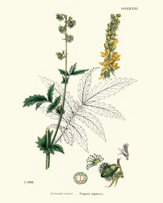 Framed Print : Plants, Agrimonia procera, Fragrant agrimony, 19th Century print Framed Print : Plants, Agrimonia procera, Fragrant agrimony, 19th Century print