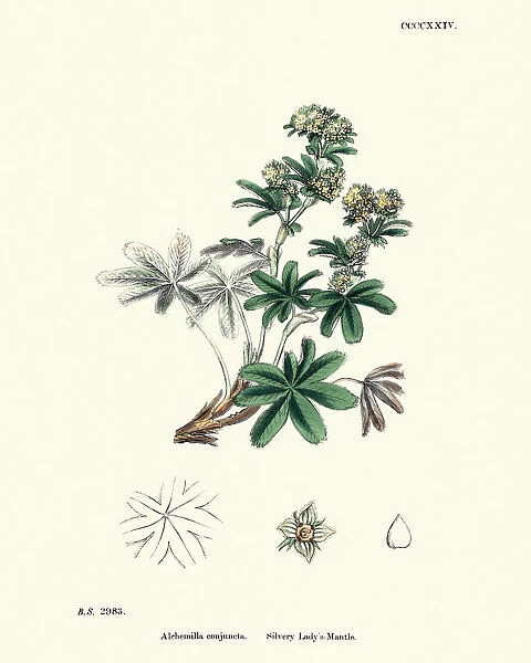 Plants, Alchemilla conjuncta, Silvery Ladys mantle, 19th Century print