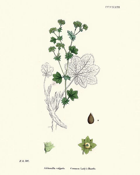 Plants, Alchemilla vulgaris, common ladys mantle, 19th Century print