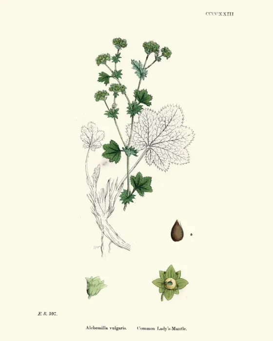 Framed Print : Plants, Alchemilla vulgaris, common ladys mantle, 19th Century print
