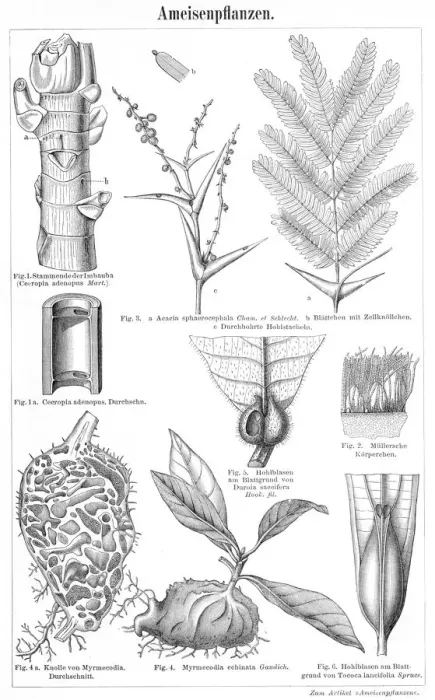 Framed Print : Plants ants engraving 1895 Framed Print : Plants ants engraving 1895