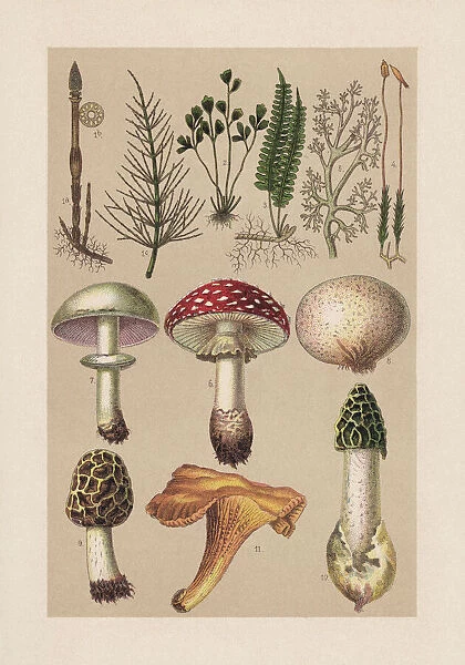 Plants (Cryptogamae), chromolithograph, published in 1889