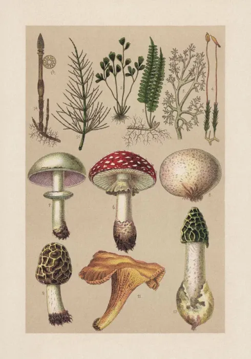Framed Print : Plants (Cryptogamae), chromolithograph, published in 1889 Framed Print : Plants (Cryptogamae), chromolithograph, published in 1889