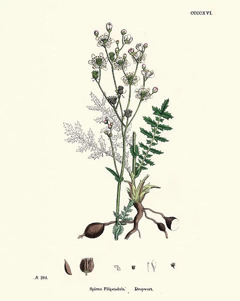 Plants, Filipendula vulgaris, dropwort, 19th Century print