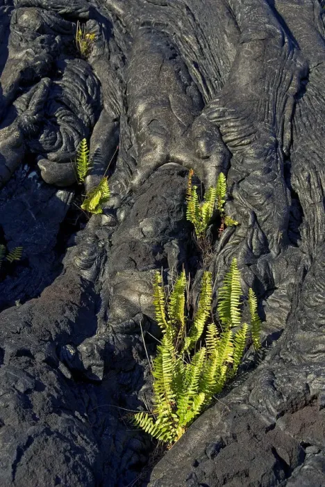 Framed Print : Plants growing on lava, Kilauea, Big Island, Hawaii, United States Framed Print : Plants growing on lava, Kilauea, Big Island, Hawaii, United States