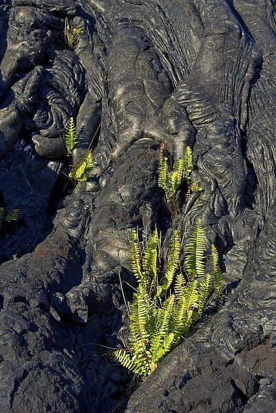 Plants growing on lava, Kilauea, Big Island, Hawaii, United States