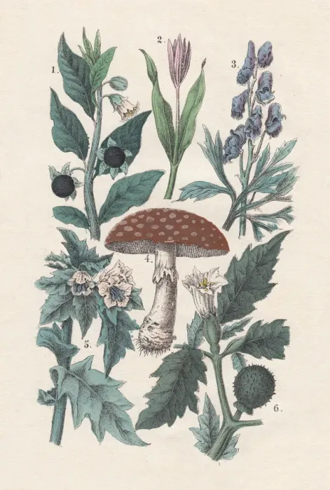 Framed Print : Plants, hand-colored lithograph, published in 1880 Framed Print : Plants, hand-colored lithograph, published in 1880