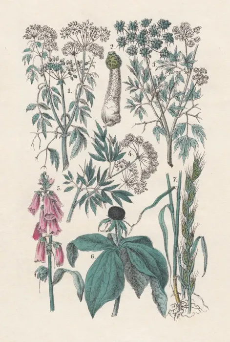 Framed Print : Plants, hand-colored lithograph, published in 1880 Framed Print : Plants, hand-colored lithograph, published in 1880