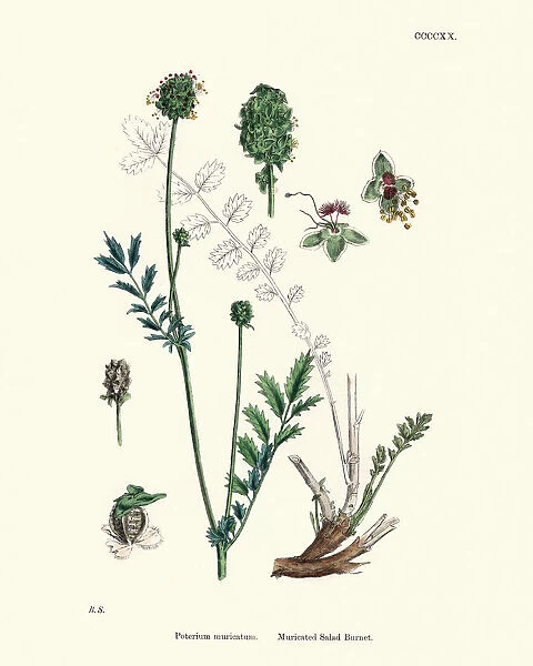 Plants, Poterium Muricatum, Muricated Salad Burnet, 19th Century print