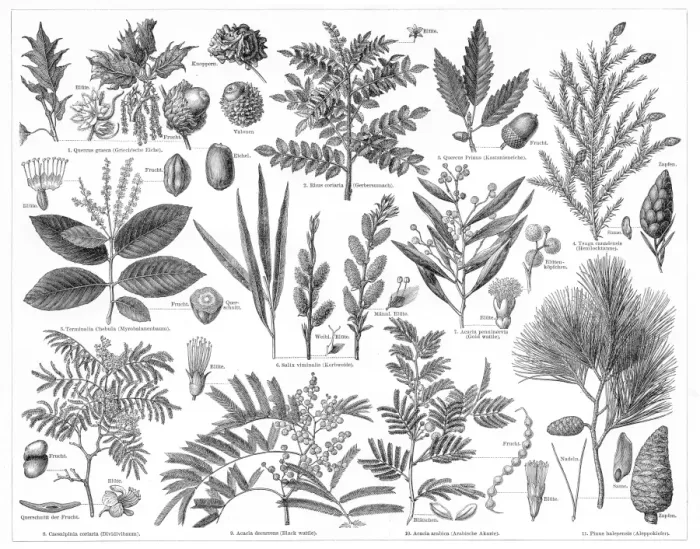 Framed Print : Plants for the production of tanning materials 1895 Framed Print : Plants for the production of tanning materials 1895