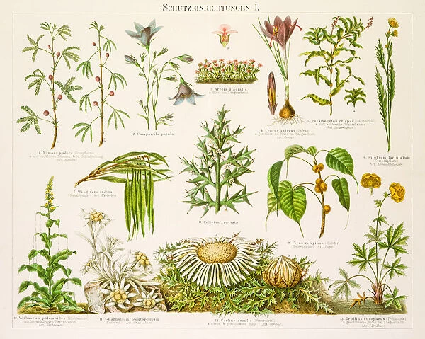 Plants protection devices Lithograph 1896